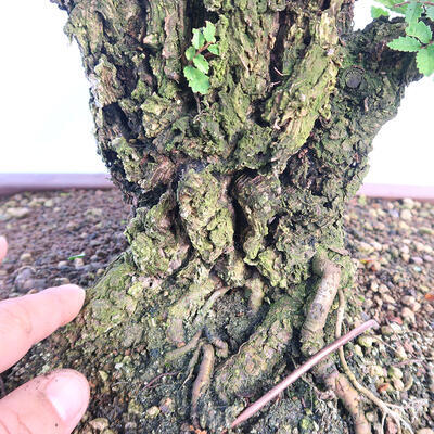 Venkovní bonsai - Zelkova - Zelkova NIRE - 6
