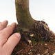 Venkovní bonsai -Javor dlanitolistý Acer palmatum Shishigashira - 6/7