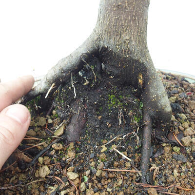 Venkovní bonsai -Javor dlanitolistý Acer palmatum Shishigashira - 6