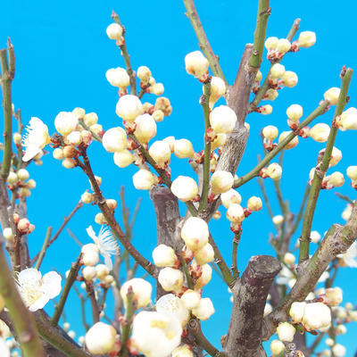 Venkovní bonsai -Japonská meruňka - Prunus Mume - 6