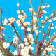 Venkovní bonsai -Japonská meruňka - Prunus Mume - 6/7