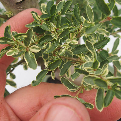 Pokojová bonsai -Ligustrum Variegata - Ptačí zob - 6