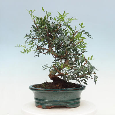Pokojová bonsai -  Pistácie - 6