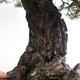 Venkovní bonsai - Pinus sylvestris - Borovice lesní VB2019-26699 - 6/6