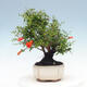 Pokojová bonsai-PUNICA granatum nana-Granátové jablko - 6/6