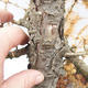 Venkovní bonsai -Modřín opadavý - Larix decidua - 6/6