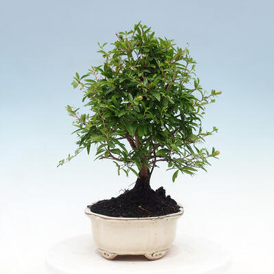 Pokojová bonsai-PUNICA granatum nana-Granátové jablko - 6