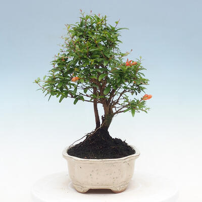 Pokojová bonsai-PUNICA granatum nana-Granátové jablko - 6