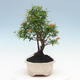 Pokojová bonsai-PUNICA granatum nana-Granátové jablko - 6/6