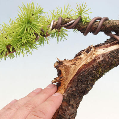 Venkovní bonsai -Larix decidua - Modřín opadavý - 6