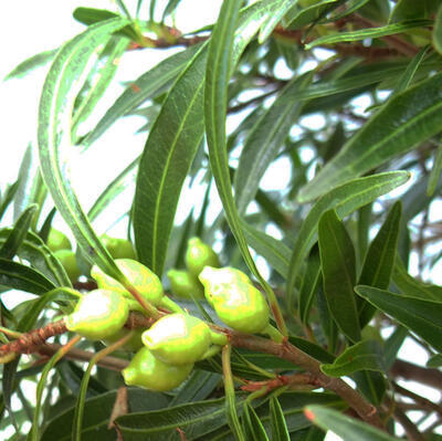 Pokojová bonsai - Ficus nerifolia -  malolistý fíkus - 6