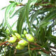 Pokojová bonsai - Ficus nerifolia -  malolistý fíkus - 6/6