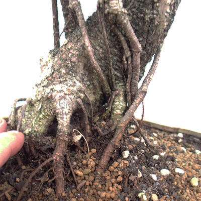 Pokojová bonsai - Ficus kimmen -  malolistý fíkus - 6
