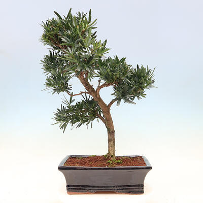 Pokojová bonsai - Podocarpus - Kamenný tis - 6
