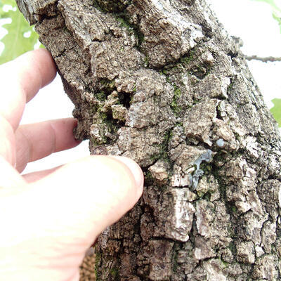 Venkovní bonsai Quercus Cerris - Dub Cer - 6