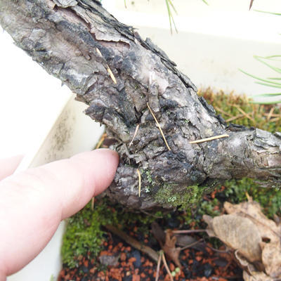 Venkovní bonsai -Borovice lesní - Pinus sylvestris - 6