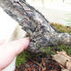 Venkovní bonsai -Borovice lesní - Pinus sylvestris - 6/7