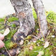 Venkovní bonsai -Borovice lesní - Pinus sylvestris - 6/6