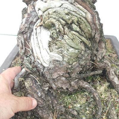 Venkovní bonsai - Pinus thunbergii - Borovice thunbergova - 6