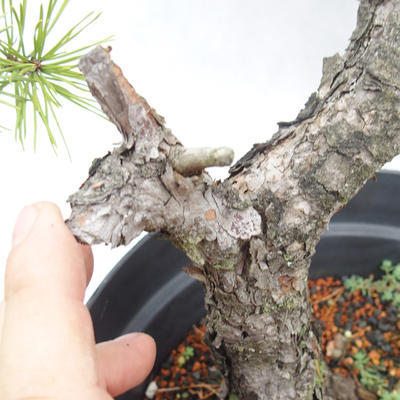 Venkovní bonsai -Borovice lesní - Pinus sylvestris - 6
