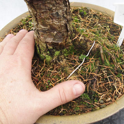Venkovní bonsai -Modřín opadavý- Larix decidua - 6