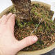Venkovní bonsai -Modřín opadavý- Larix decidua - 6/7