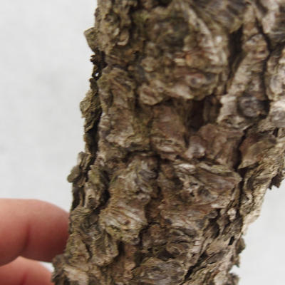 Venkovní bonsai -Modřín opadavý- Larix decidua - 6