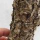 Venkovní bonsai -Modřín opadavý- Larix decidua - 6/7