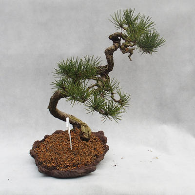 Venkovní bonsai -Borovice blatka - Pinus uncinata - 6