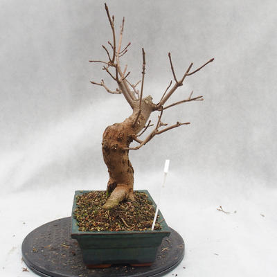 Venkovní bonsai - Javor mleč - Acer platanoides - 6