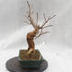 Venkovní bonsai - Javor mleč - Acer platanoides - 6/6