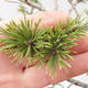 Venkovní bonsai -Borovice lesní - Pinus sylvestris - 6/6
