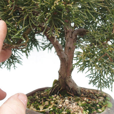Venkovní bonsai - Jalovec čínský - Juniperus chinensis - 6