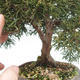 Venkovní bonsai - Jalovec čínský - Juniperus chinensis - 6/6