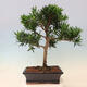 Pokojová bonsai - Podocarpus - Kamenný tis - 6/7