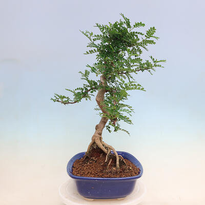 Pokojová bonsai - Zantoxylum piperitum - pepřovník - 6