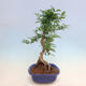 Pokojová bonsai - Zantoxylum piperitum - pepřovník - 6/6