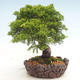 Venkovní bonsai - Juniperus chinensis Itoigawa-Jalovec čínský - 6/6