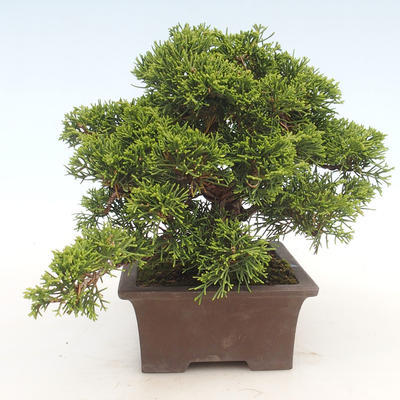 Venkovní bonsai - Juniperus chinensis Itoigawa-Jalovec čínský - 6