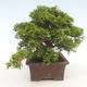 Venkovní bonsai - Juniperus chinensis Itoigawa-Jalovec čínský - 6/6