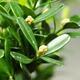 Izbová bonsai - Buxus harlandii - korkový buxus - 2/3