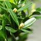 Pokojová bonsai - Buxus harlandii - korkový buxus - 3/4