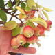 Venkovní bonsai -Malus halliana - Maloplodá jabloň - 5/5