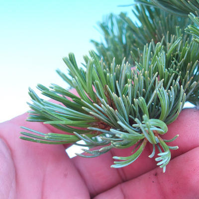 Venkovní bonsai -Borovice  drobnokvětá - Pinus parviflora glauca - 6