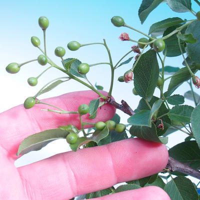 Venkovní bonsai -Mahalebka - Prunus mahaleb - 6