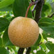 Venkovní bonsai - Japonská hrušeň NASHI - Pyrus pyrifolia - 6/6