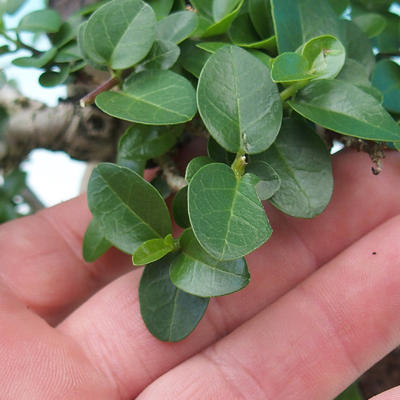 Pokojová bonsai -PREMNA MICROPHYLLA Kozlovoň malolistá - 6