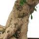 Izbová bonsai - Carmona macrophylla - Čaj fuki - 5/5