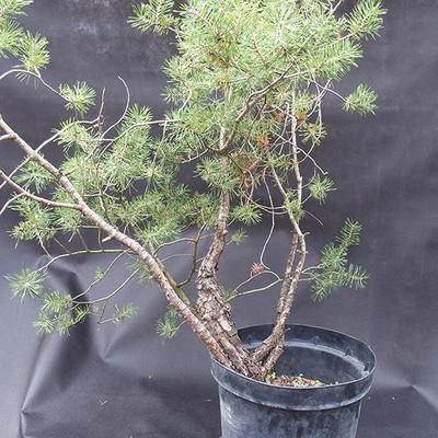 Borovoce lesní - Pinus sylvestris  KA-07 - 6