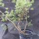 Borovoce lesní - Pinus sylvestris  KA-07 - 6/6
